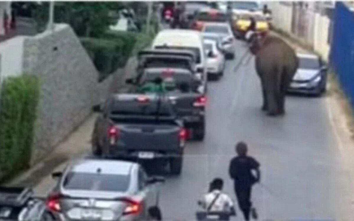 Mammut wahnsinn in phuket entflohener elefant verbreitet chaos