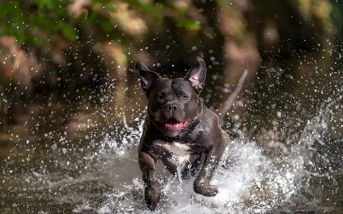 Mann aus Khon Kaen von amerikanischen Bully-Hunden zu Tode gebissen