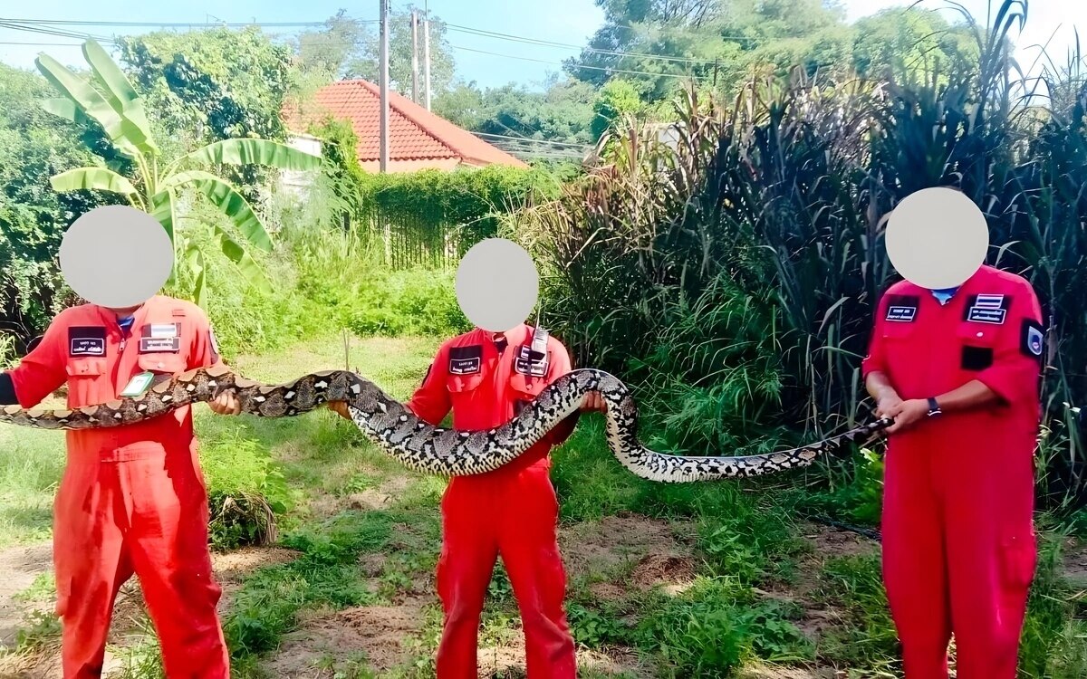 Mann kaempft gegen python auf der toilette rettung in letzter sekunde fotos