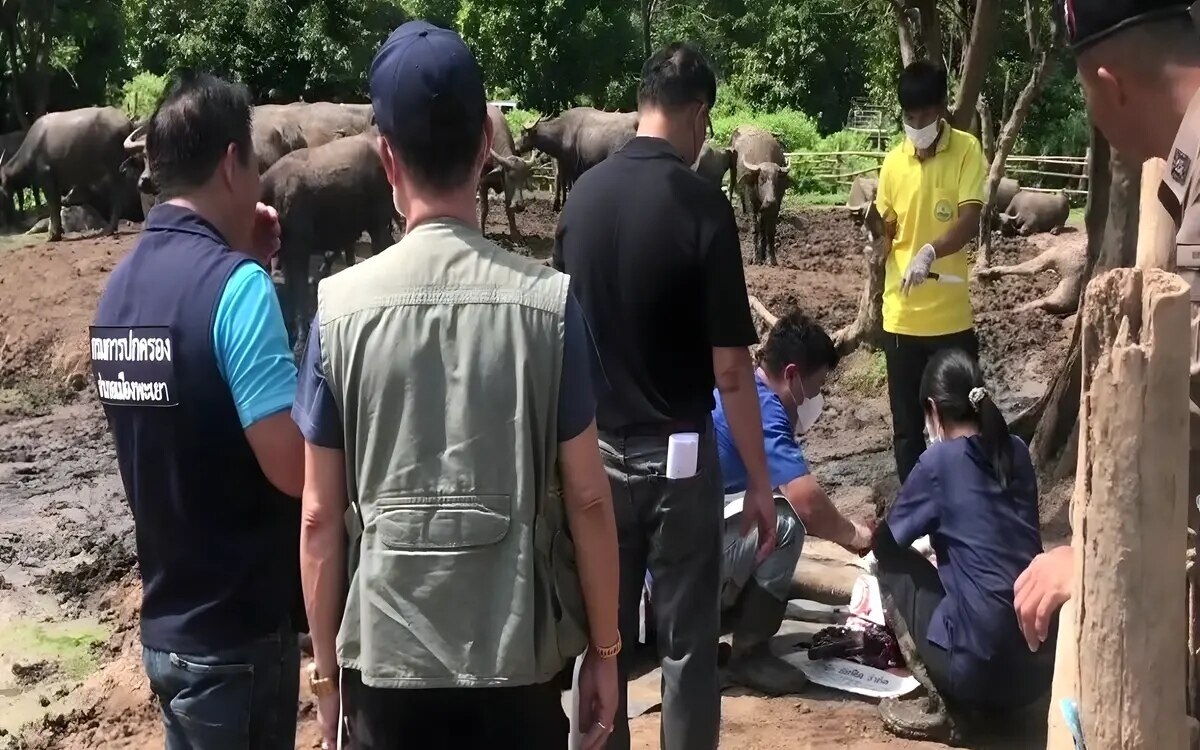 Maul und klauenseuche als wahrscheinliche ursache fuer bueffelsterben in phayao