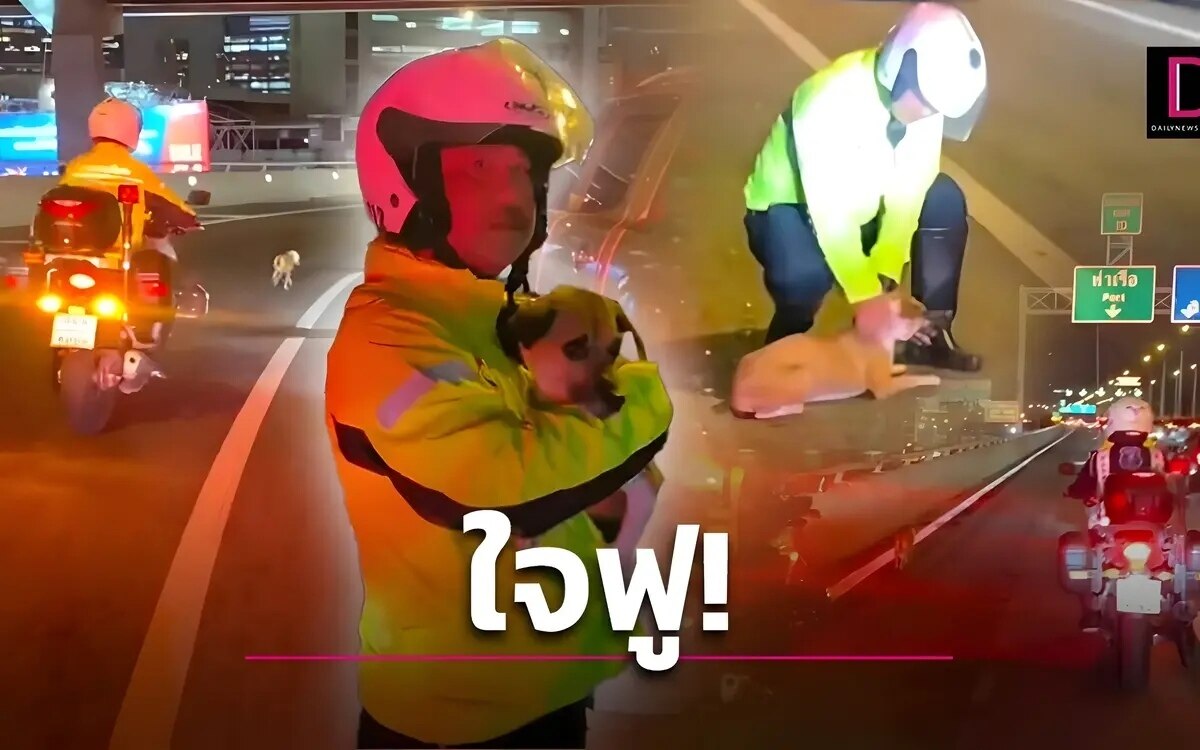 Mutige rettungsaktion polizist hilft verlorenem welpen sicher auf der autobahn