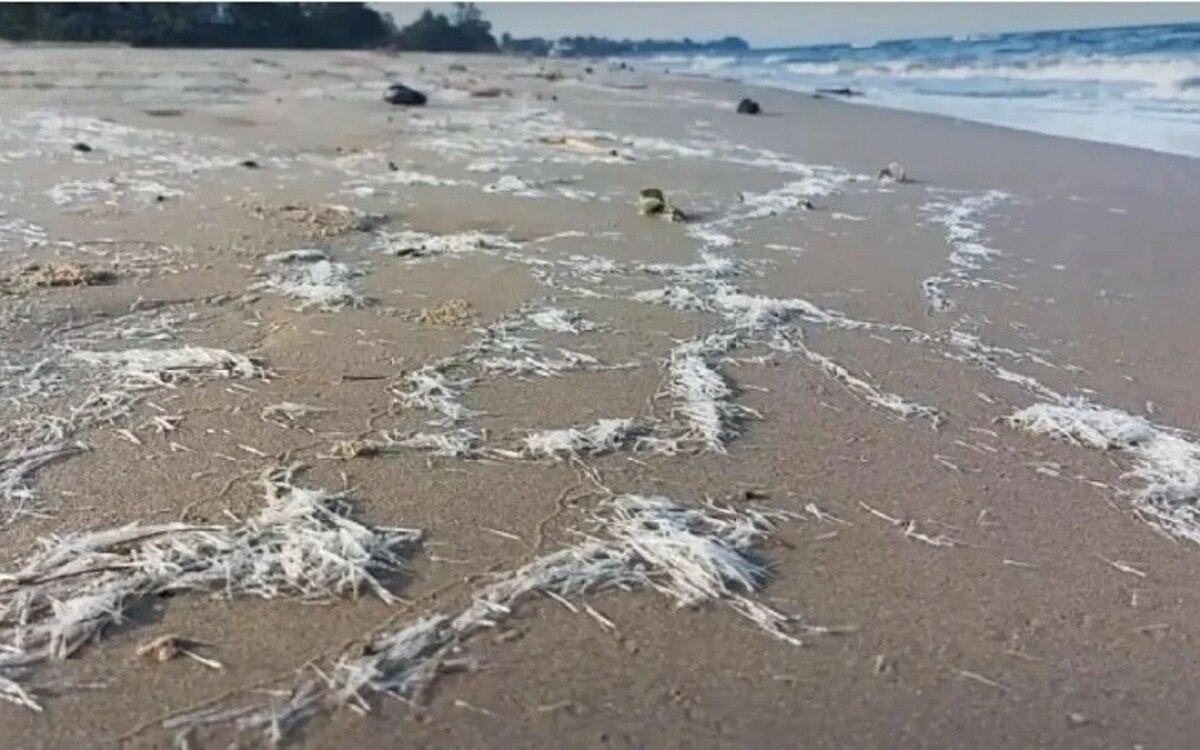 Mysterioese kreaturen am pranburi beach welche gefahr geht von den nadelwesen aus