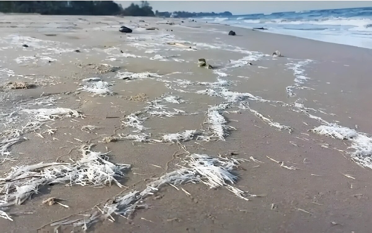 Mysterioese kreaturen am pranburi beach welche gefahr geht von den nadelwesen aus