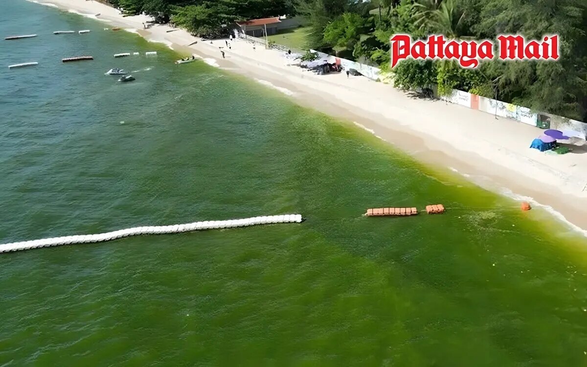 Naturphaenomen faerbt meerwasser am wongamat beach pattaya gruen