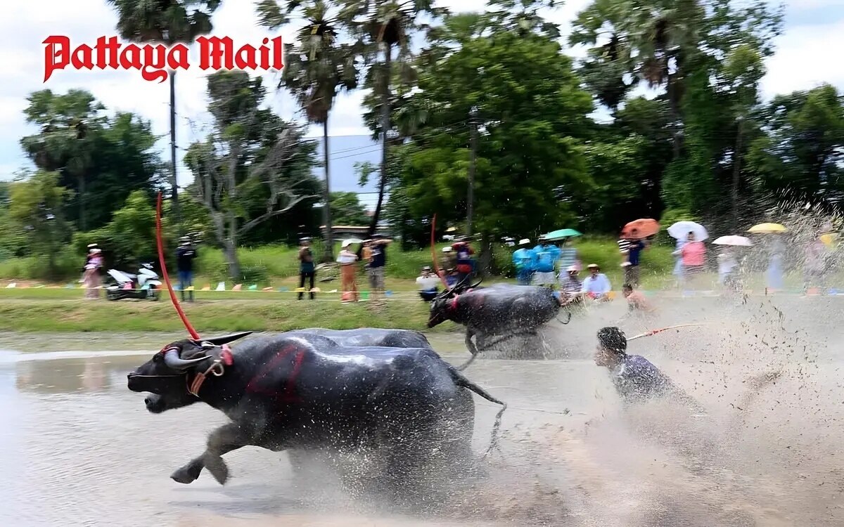 Nervenkitzel und getoese beim jaehrlichen bueffelrennen in chonburi