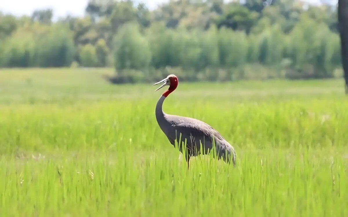 Neue entdeckung von saruskranich eiern