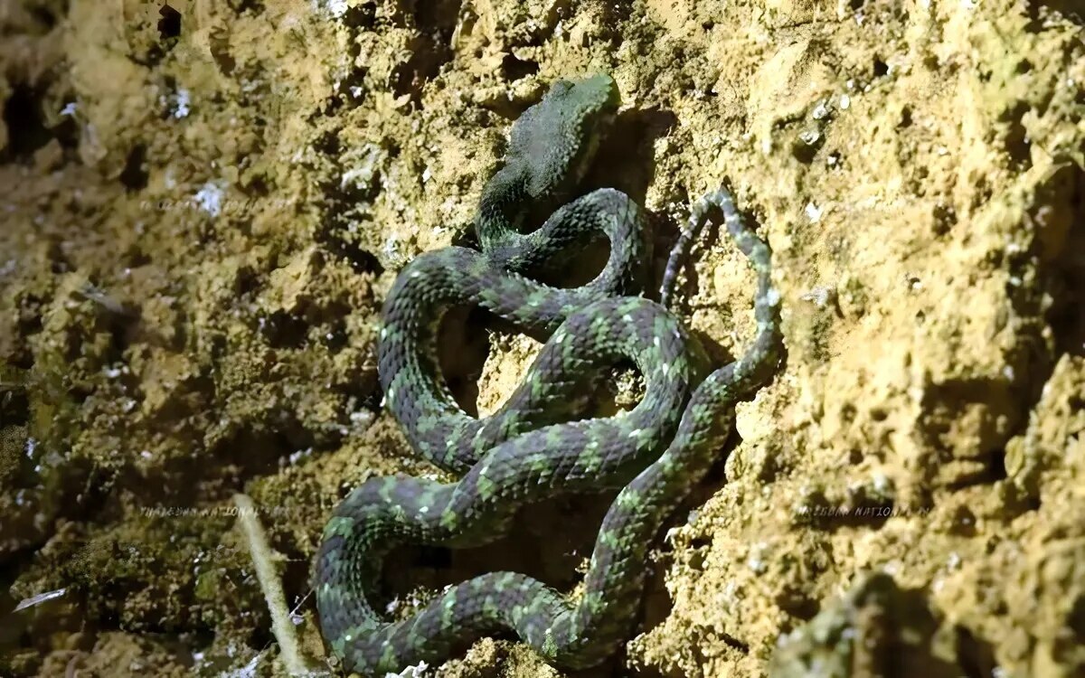 Neue grubenotterart im thailaendischen thale ban nationalpark entdeckt