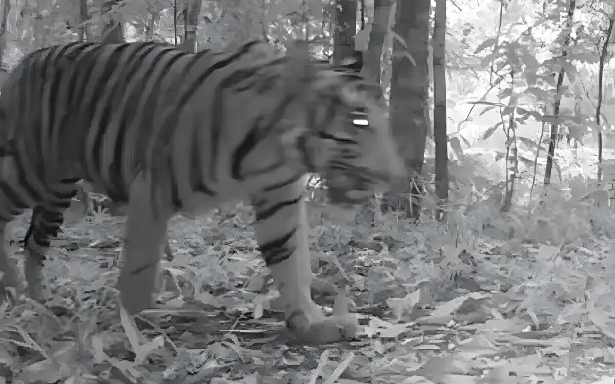 Neuer tiger im kaeng krachan national park in phetchaburi gefunden