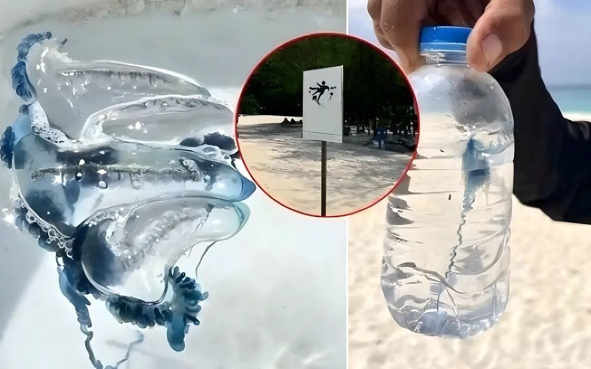 Notfall auf bamboo island wuerfelquallen angriffe bedrohen touristen leben kann toedlich enden