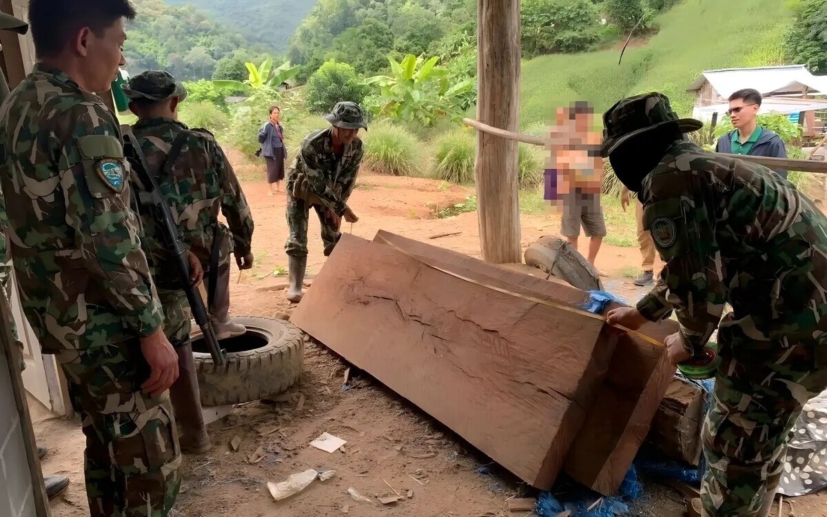 Palisander bande aufgedeckt task force und nationalpark arbeiten zusammen um illegalen holzfaellern