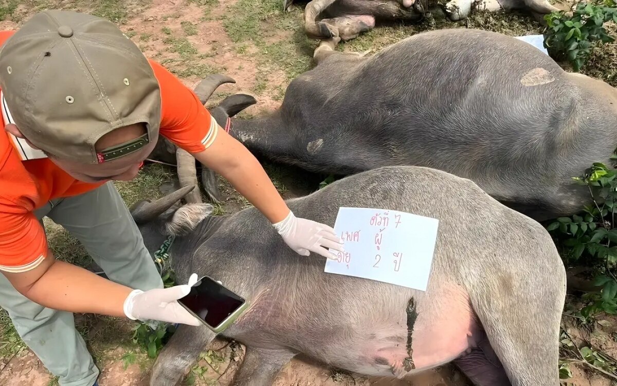 Panik in korat 8 bueffel tot 3 kaempfen ums ueberleben ist ein toedliches herbizid die ursache