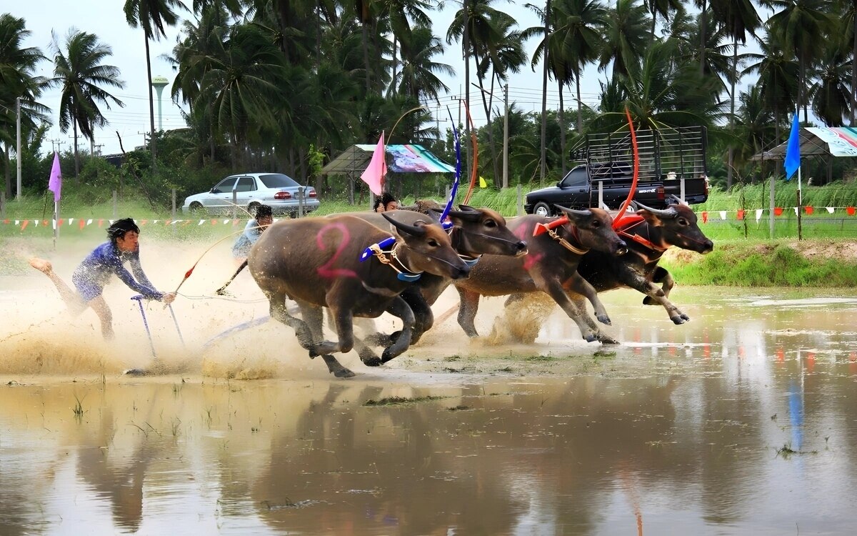 Phetchaburi fuehrt neue gluecksspielrichtlinien fuer bueffelrennen ein foerderung von tradition und