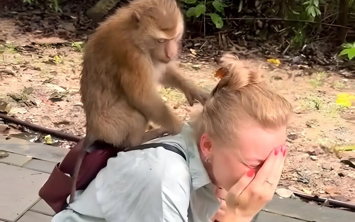 Phuket affe ueberfaellt russin polizei wirft steine auf den dieb videos fotos