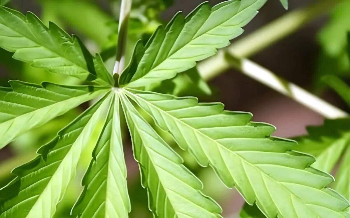 Proteste gegen cannabis neueinstufung