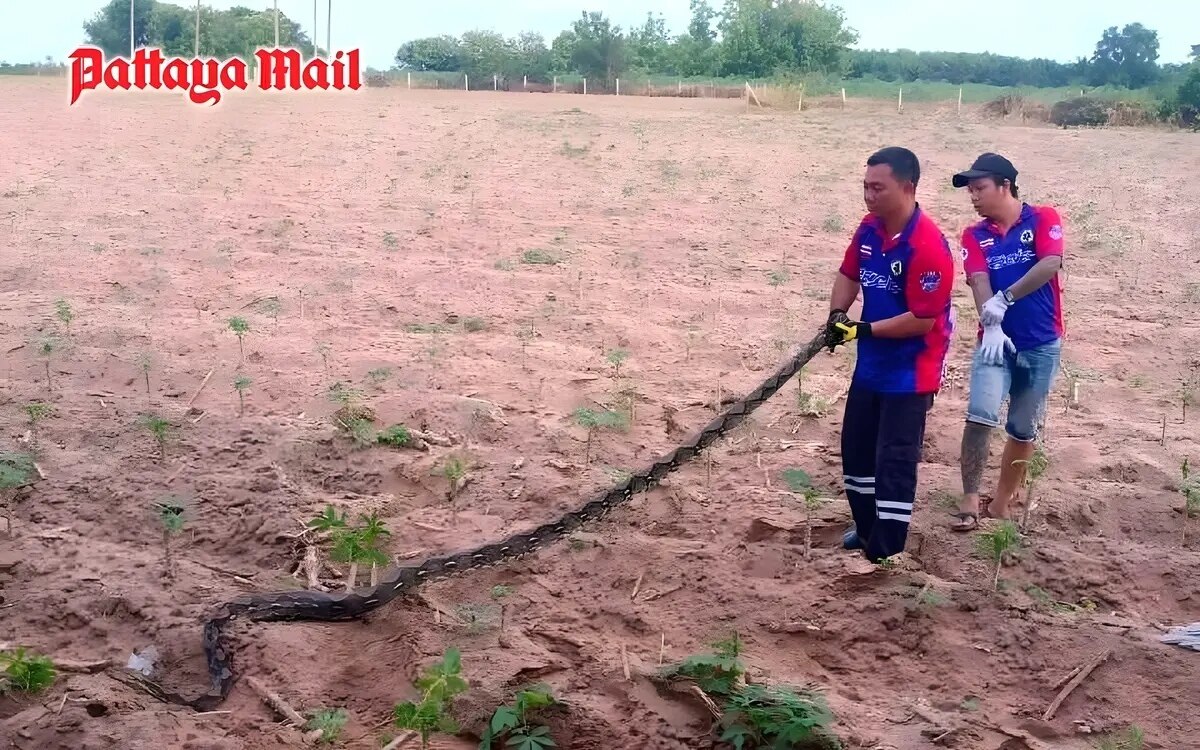 Python angriff auf helfer in ost pattaya