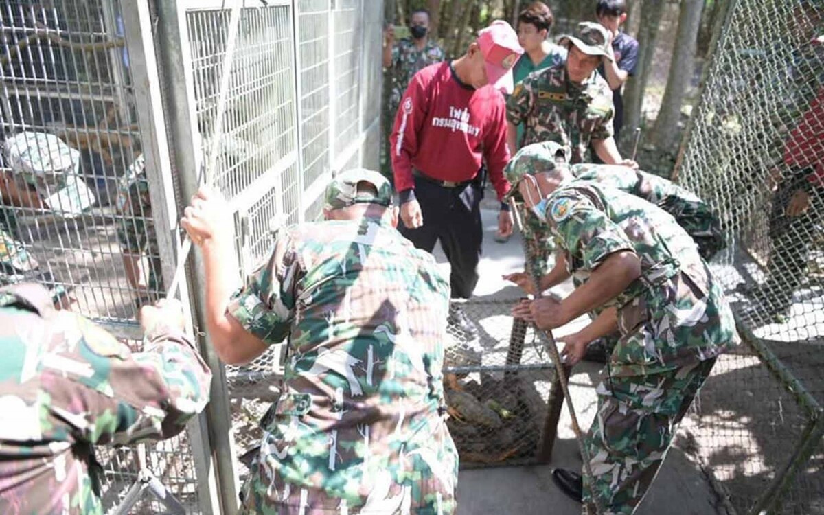 Ranger fangen freilaufende exotische leguane ein