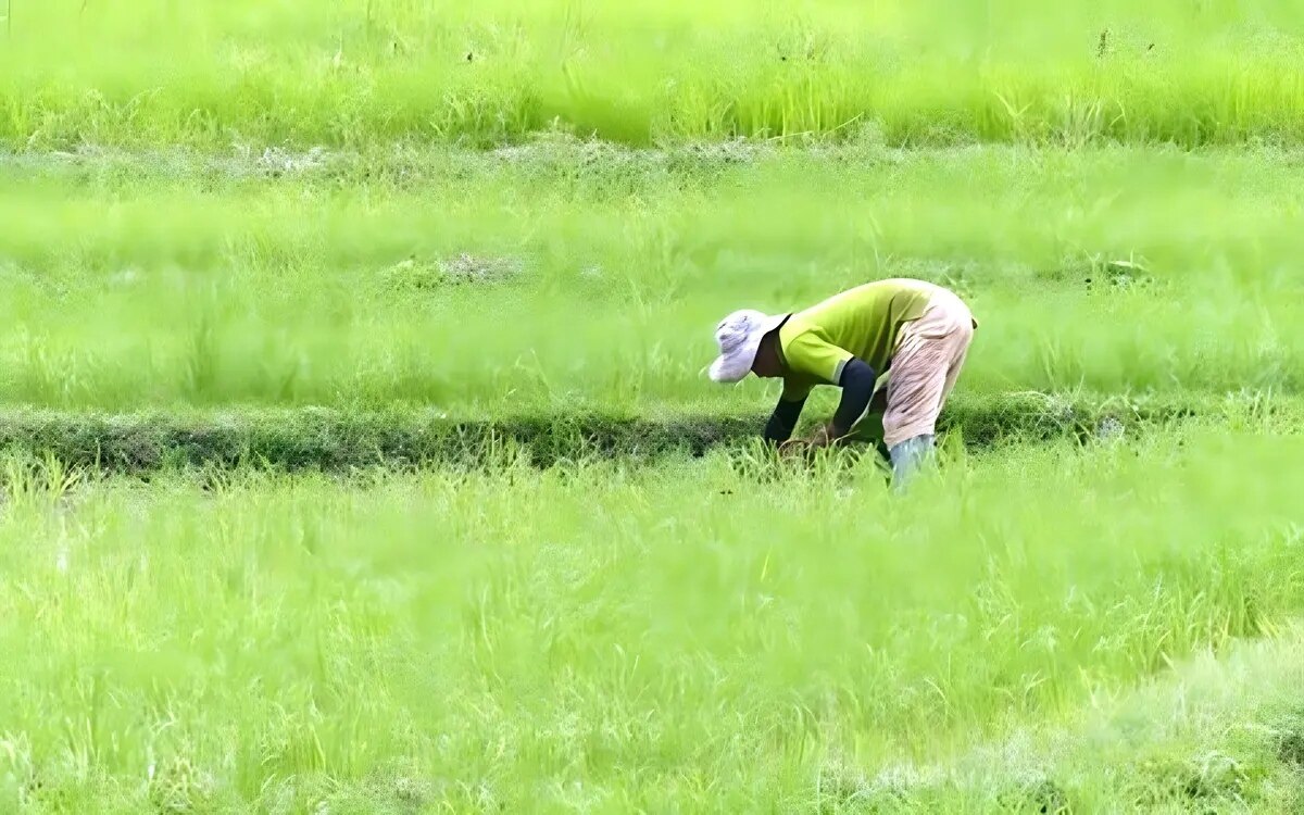 Rauchschwaden über Nonthaburi: Reisfeldbrand entfacht Umweltdebatte