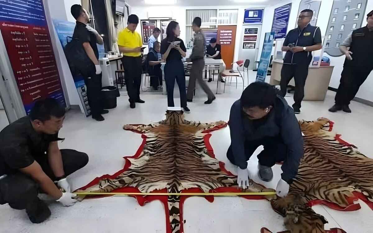 Razzia in Nonthaburi: Polizei deckt Tigerschmugglerring auf