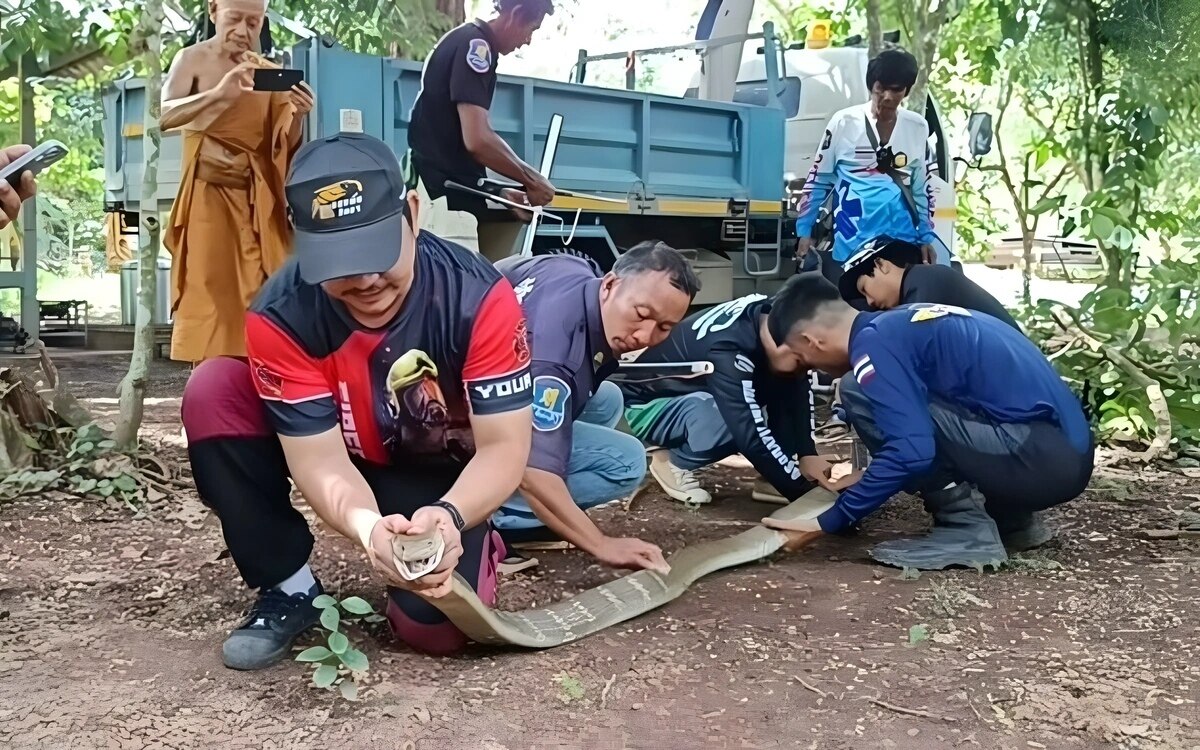 Rettungsaktion nach ungewöhnlicher Begegnung mit Riesenschlangen in Chanthaburi