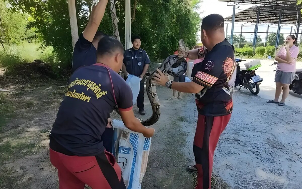 Rettungsteam fängt 4 Meter lange Python auf Fußballfeld