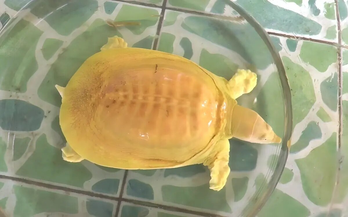 Riesenschildkroete bringt dem schauspieler champ yasothon glueck mit dem versprechen eines