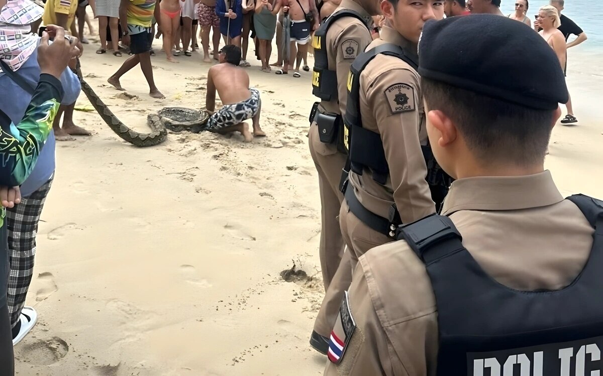 Riesige python erschreckt touristen und sorgt fuer aufregung in phuket mehr als 100 kilogramm