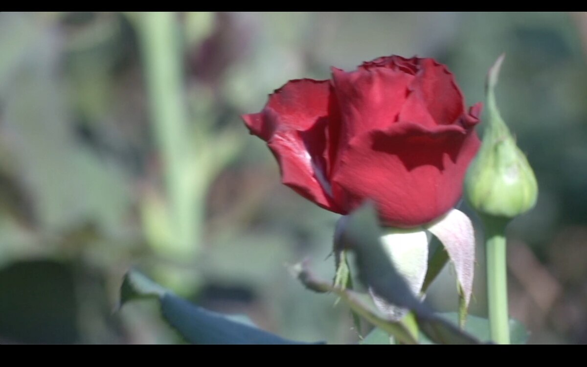 Rosen fuer den bevorstehenden valentinstag gut verkauft