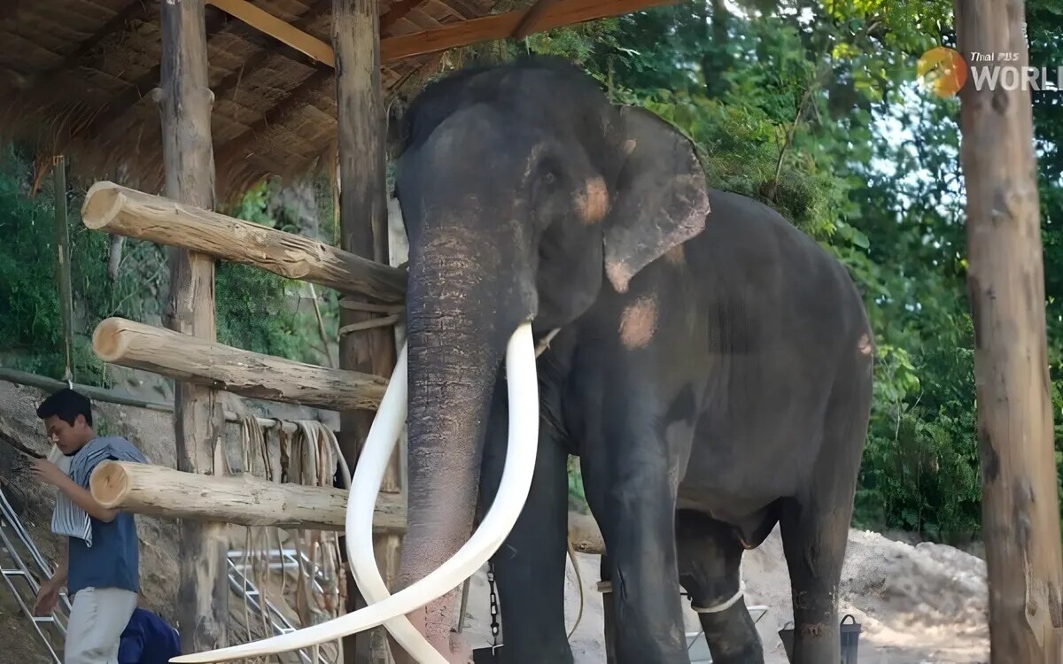 Sak surin ist in sein neues zuhause im thailaendischen elefanten schutzzentrum umgezogen