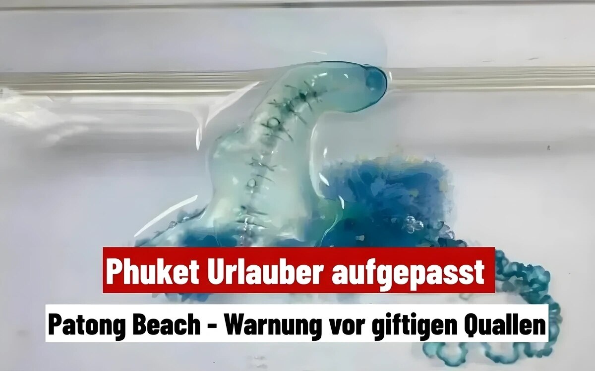 Schmerzhafte begegnungen tipps zum umgang mit quallenstichen in patong beach