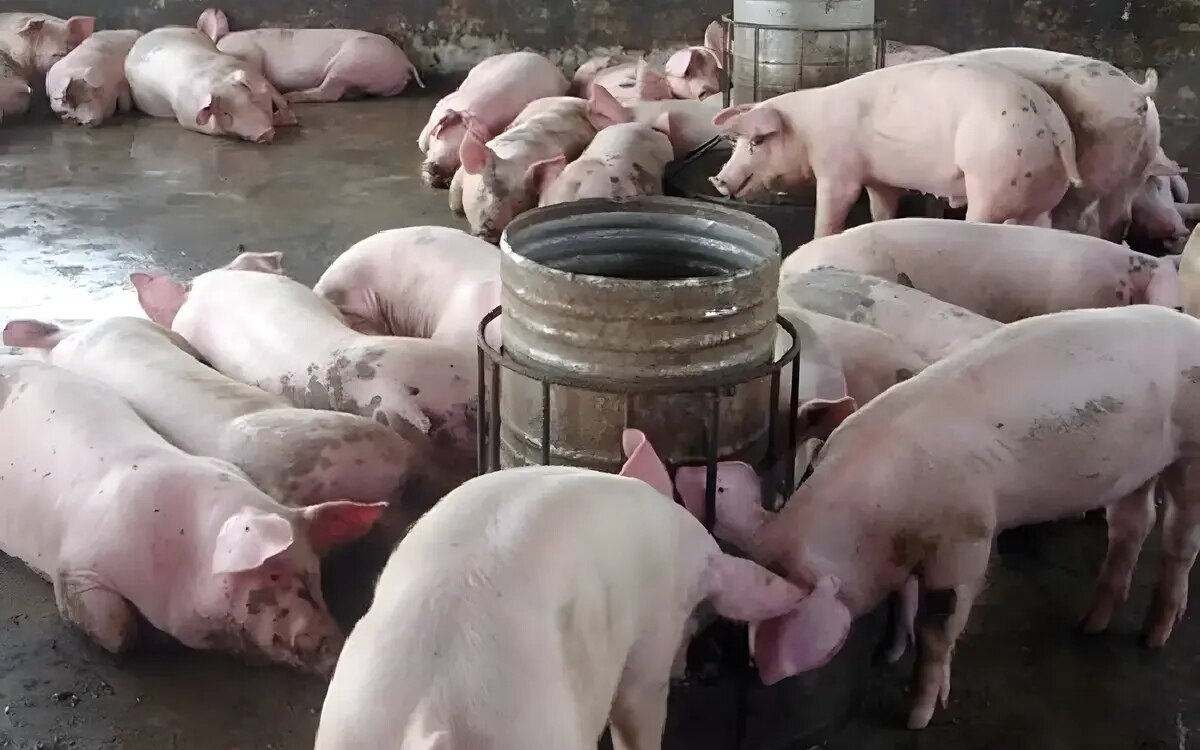 Schweinezüchter drängen auf hartes Durchgreifen gegen geschmuggeltes Schweinefleisch