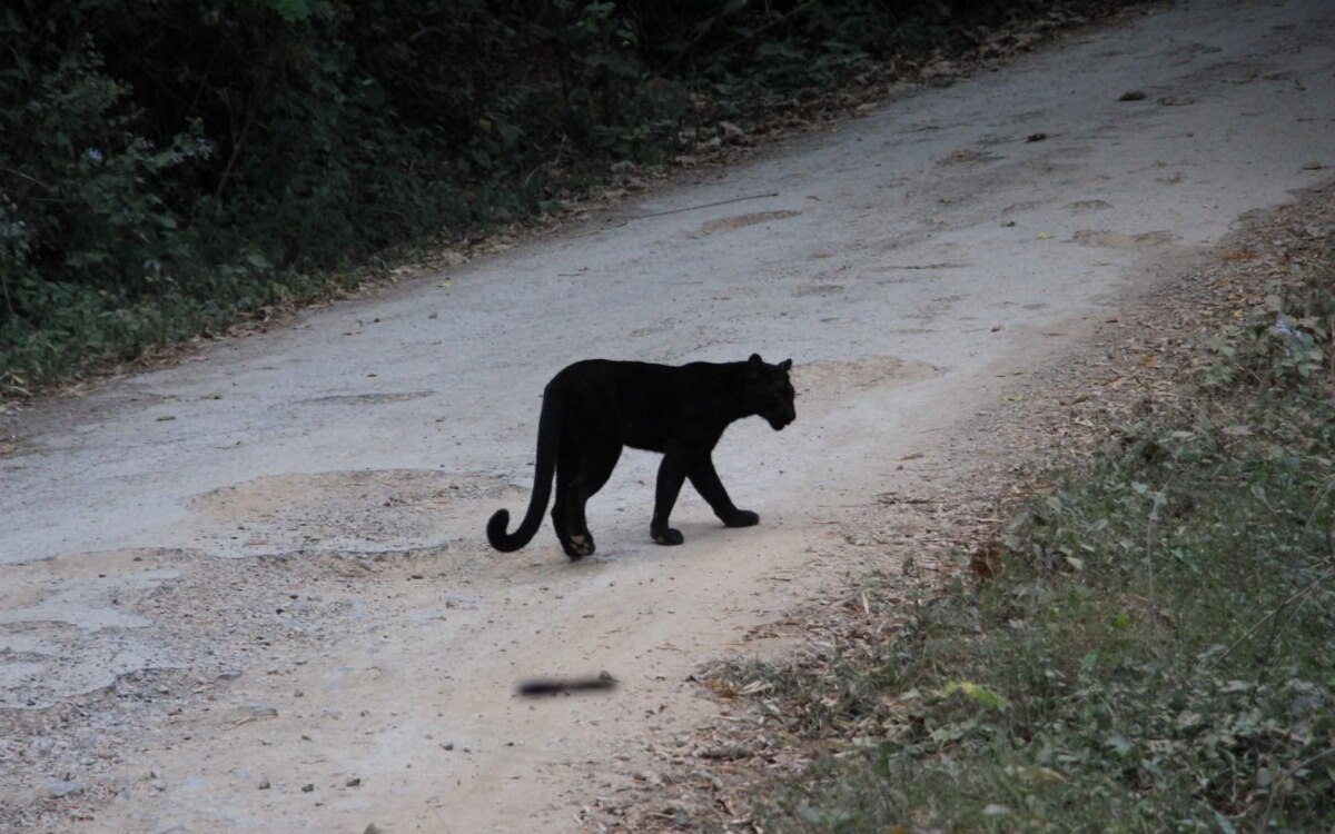 Seltene sichtung eines schwarzen leoparden im kaeng krachan nationalpark