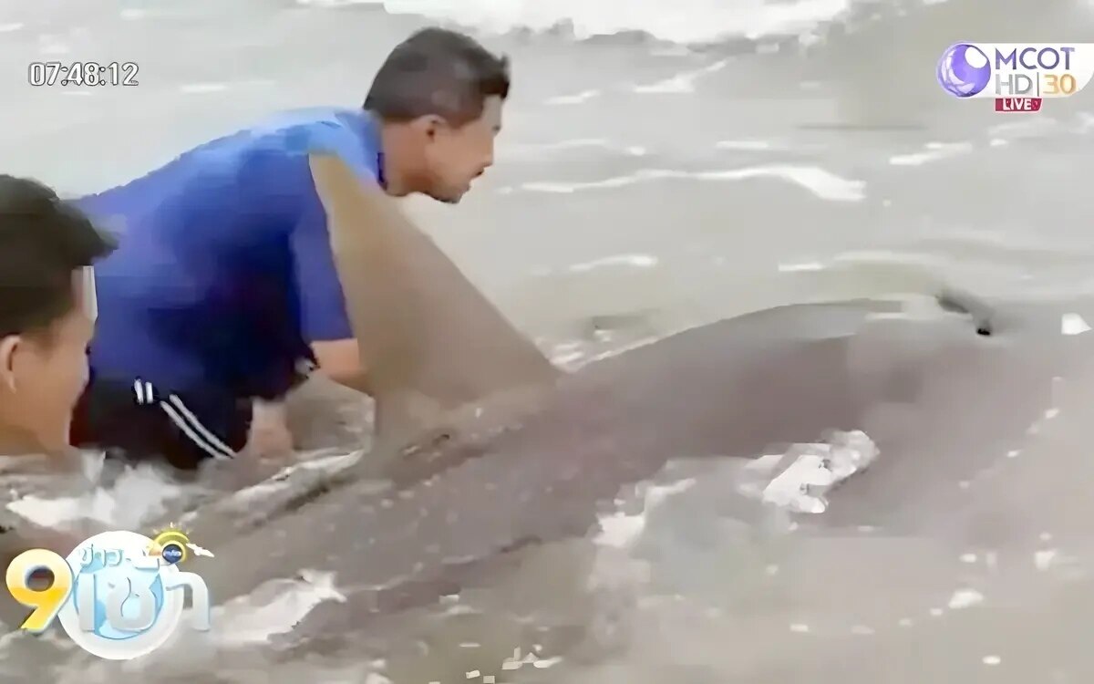 Seltener Gitarrenfisch in Prachuap Khiri Khan gerettet