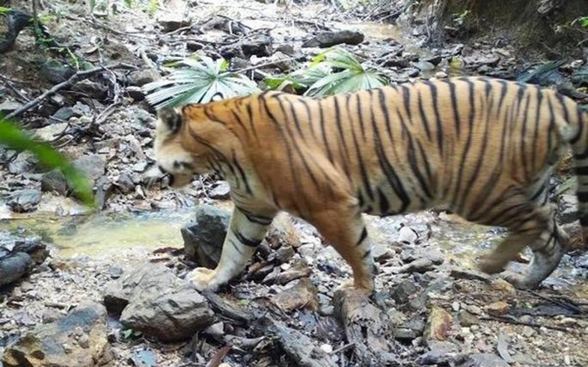 Seltener tiger im yala wald gesichtet