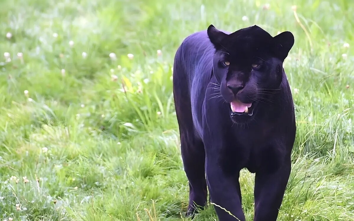 Sensation im dschungel zwei schwarze panther von touristin im auto gesichtet