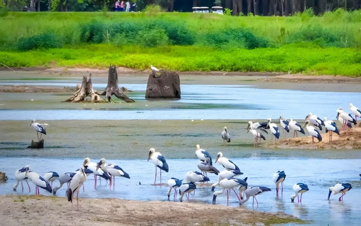 Silberklaffschnabel stoerche stroemen zur letzten wasserquelle in chonburi