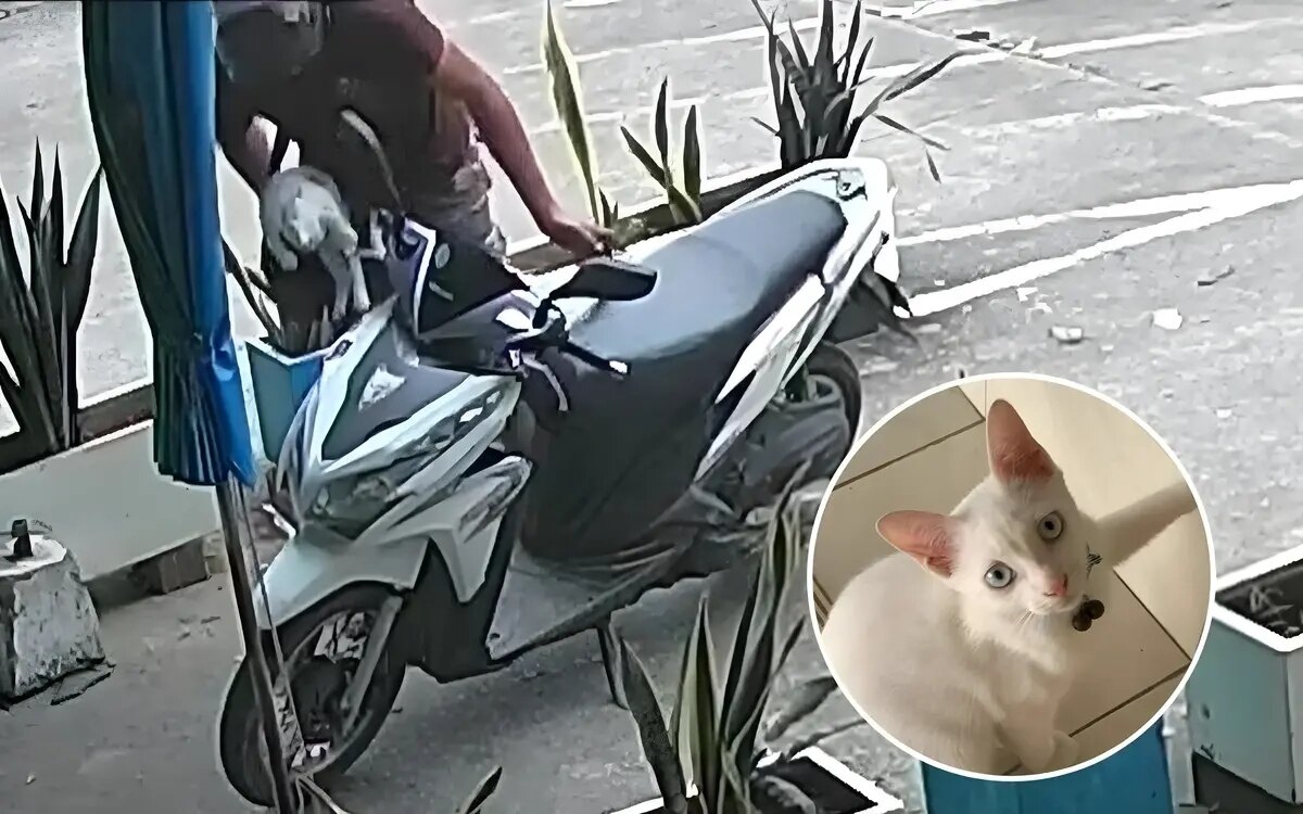 Skurriler diebstahl erschuettert phuket mann packt katze vor bank in motorrad video schockiert