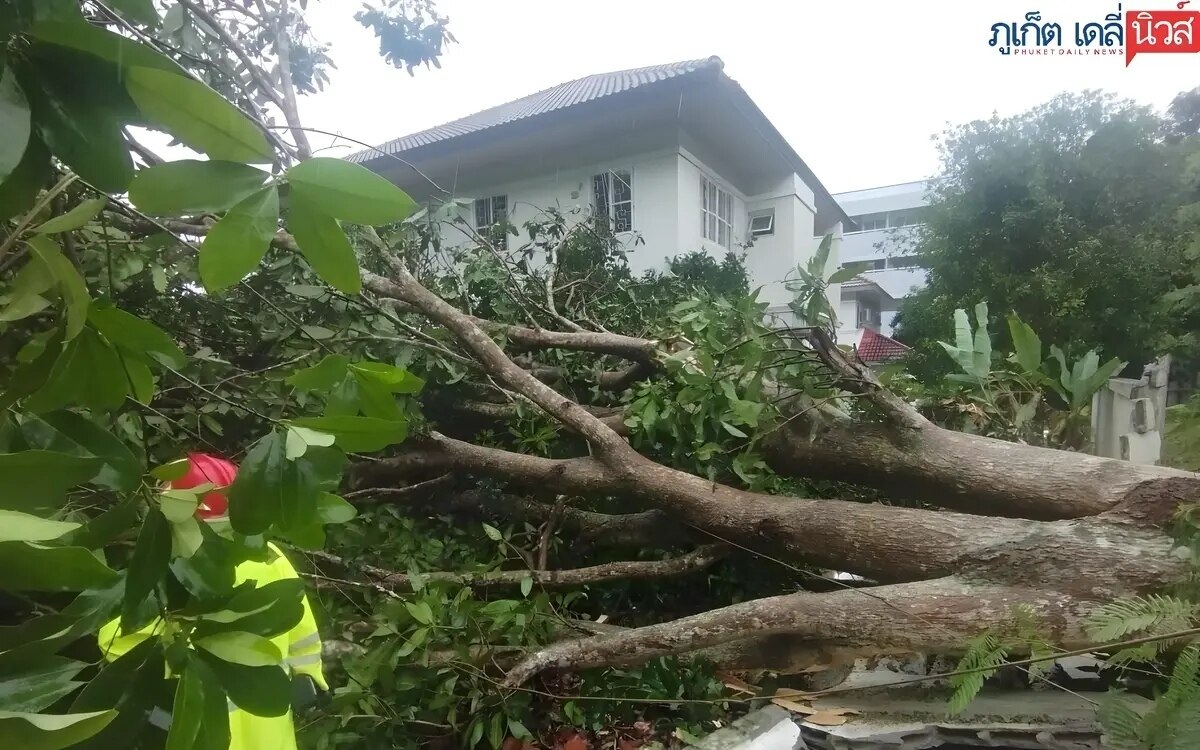 Sturm ueber phuket baeume zerstoeren autos und strommasten dramatische szenen im katastrophengebiet