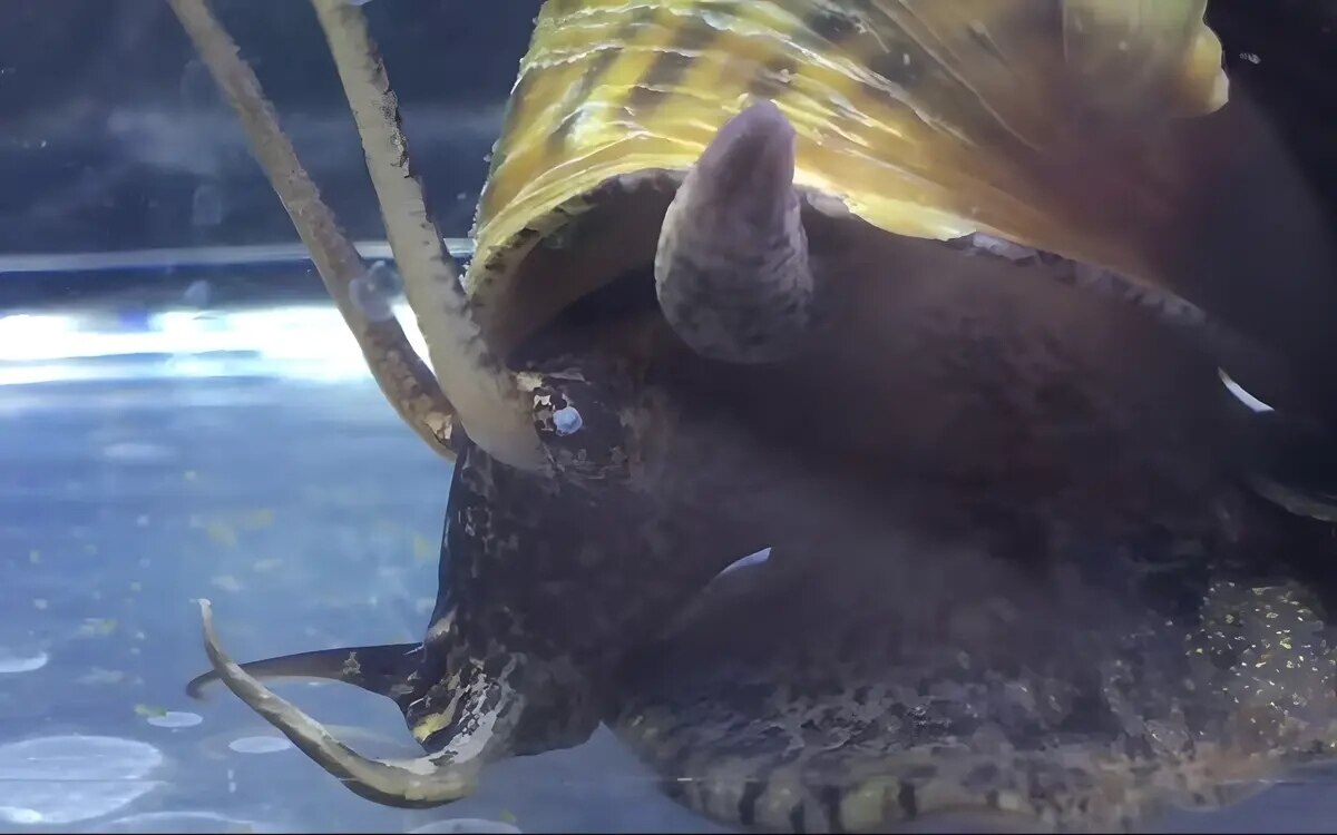 Tauchen sie ein in die faszinierende welt der riesenschnecken in thailand