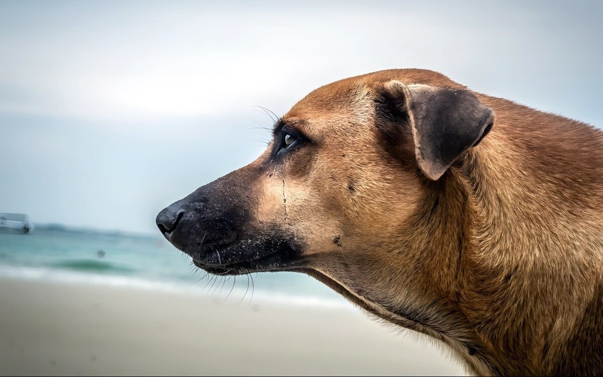 Thai deutscher junge in pattaya von hunden angegriffen