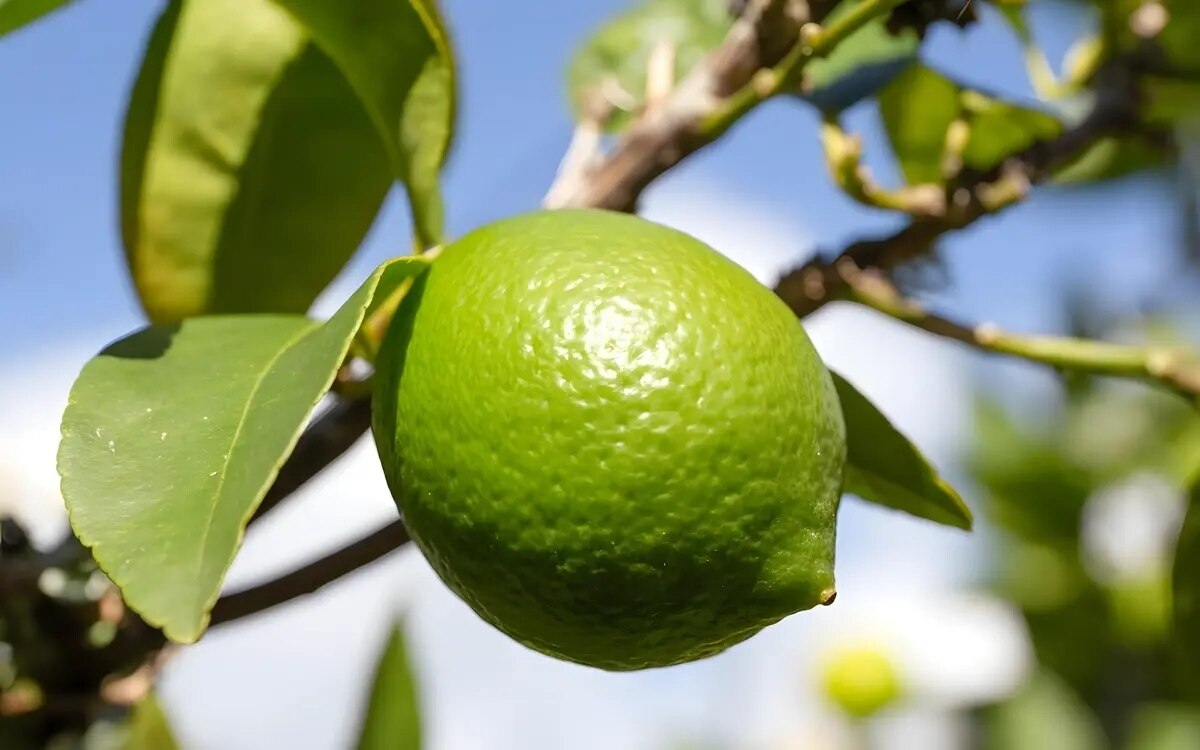 Thailaendische limetten kleine fruechte mit grosser wirkung