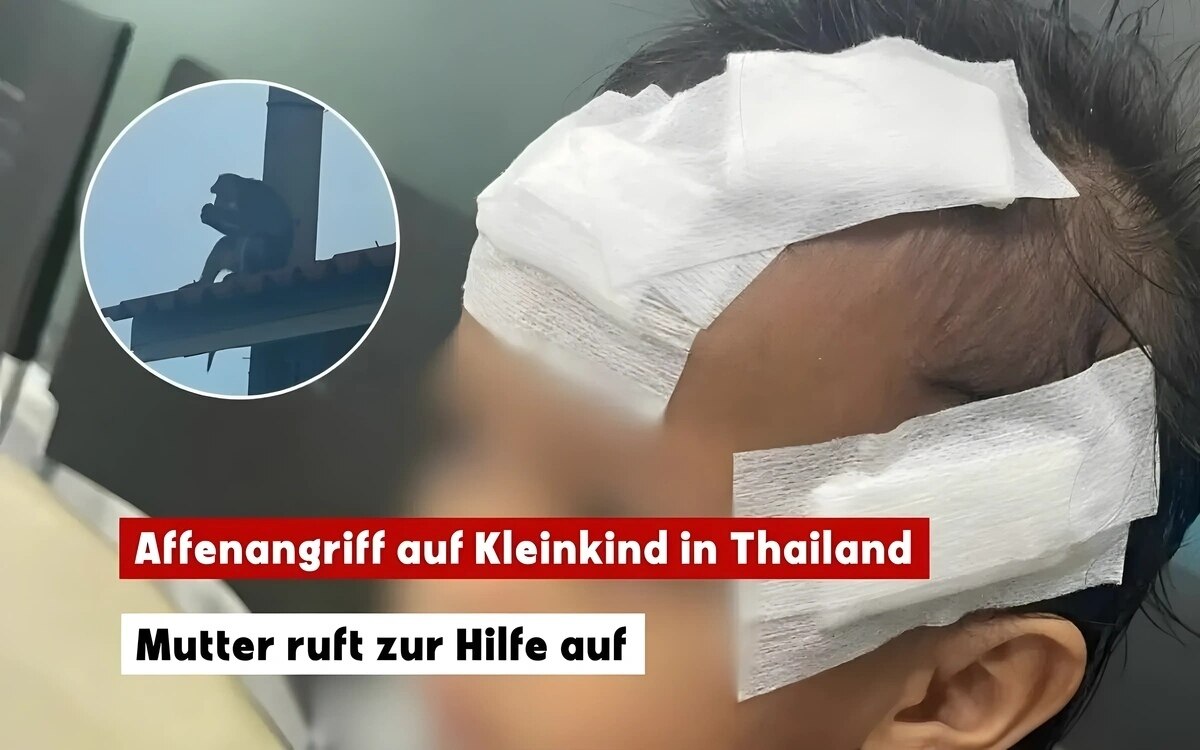 Thailaendische mutter bittet um hilfe nachdem affen ihre tochter gebissen haben