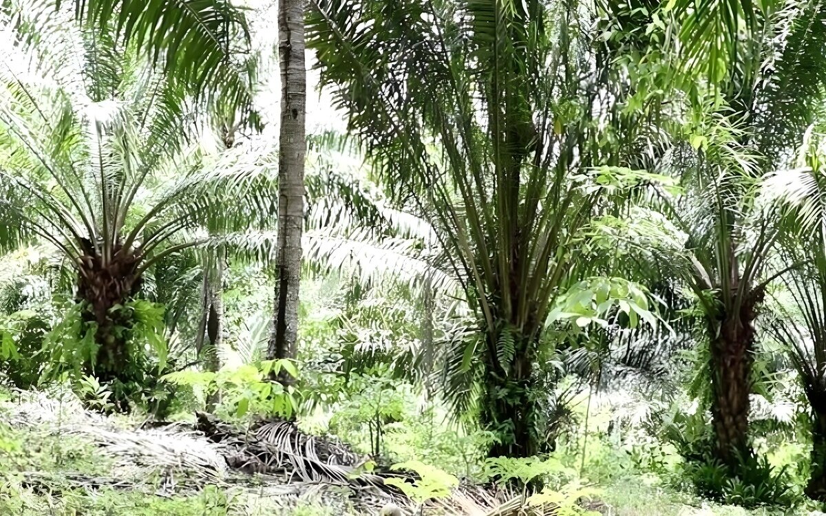 Thailand: Langjähriger Familienstreit um Land und Palmfrüchte erreicht neuen Höhepunkt