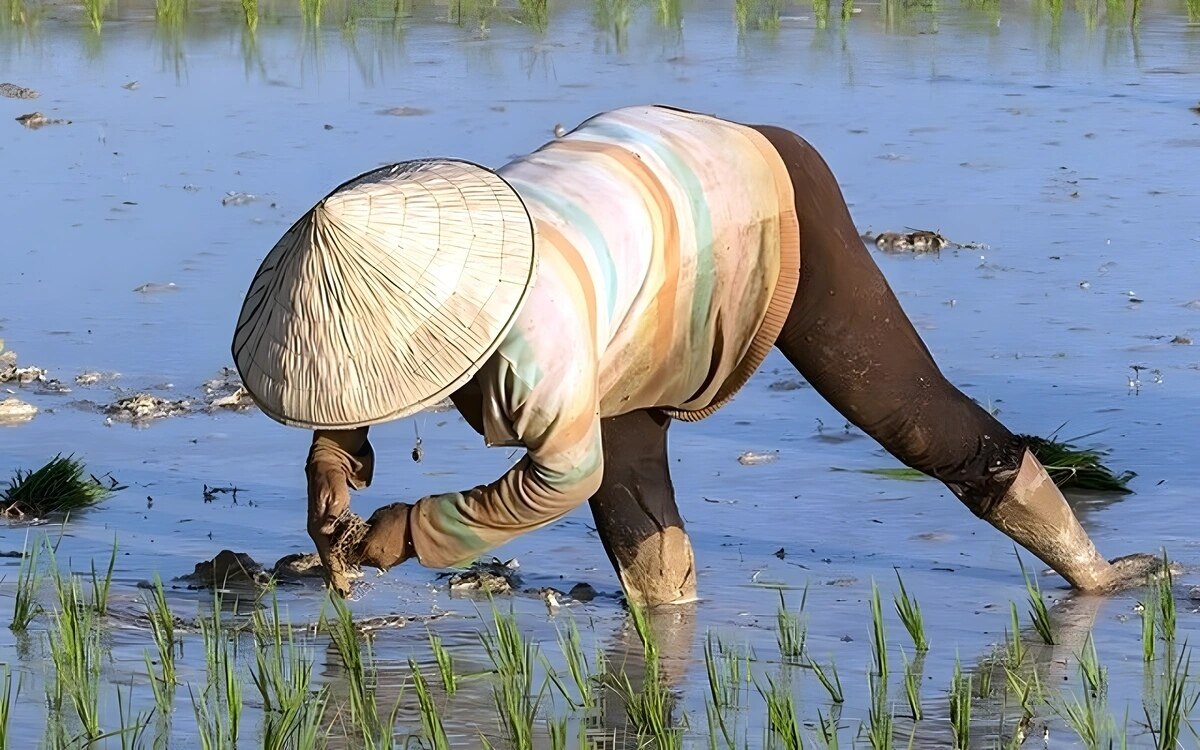 Thailands reisexporte stehen am rande einer krise da ein starker baht und moegliche politische