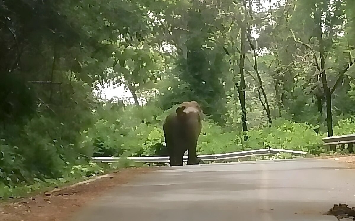 Todesfalle Wildnis: Mann wird von Elefant niedergetrampelt und überlebt auf wundersame Weise!