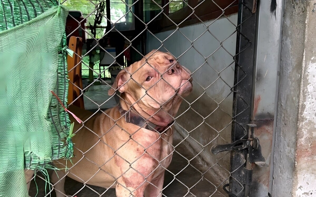 Toedliche hundeangriffe in thailand dringender handlungsbedarf zur ueberpruefung von gesetzen zum