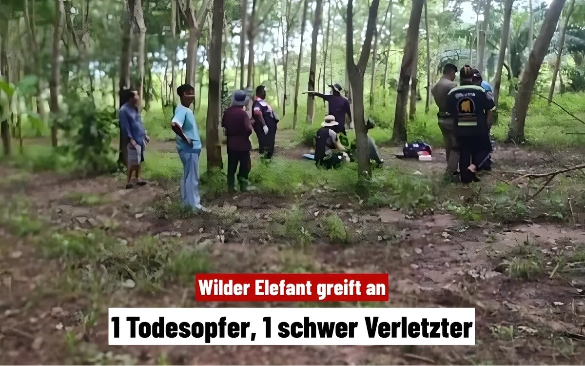 Toedlicher elefanten angriff