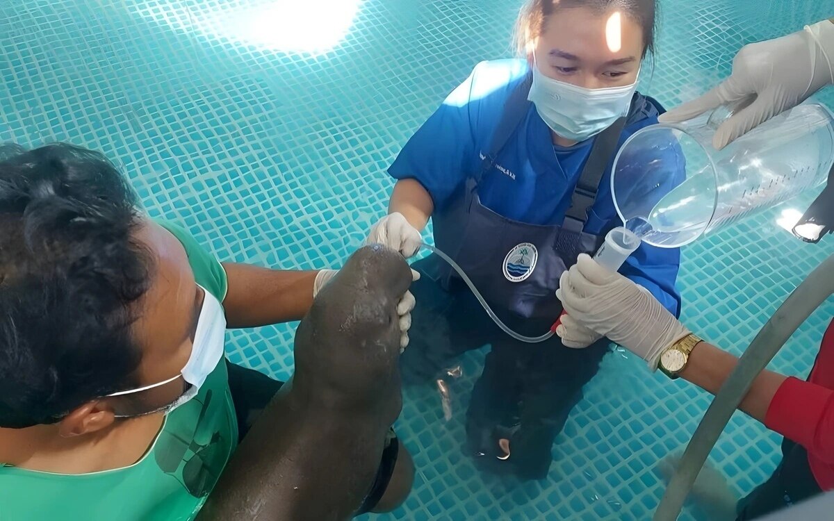 Touristen retten verletztes dugong kalb sofortige und umfassende pflege in trang video