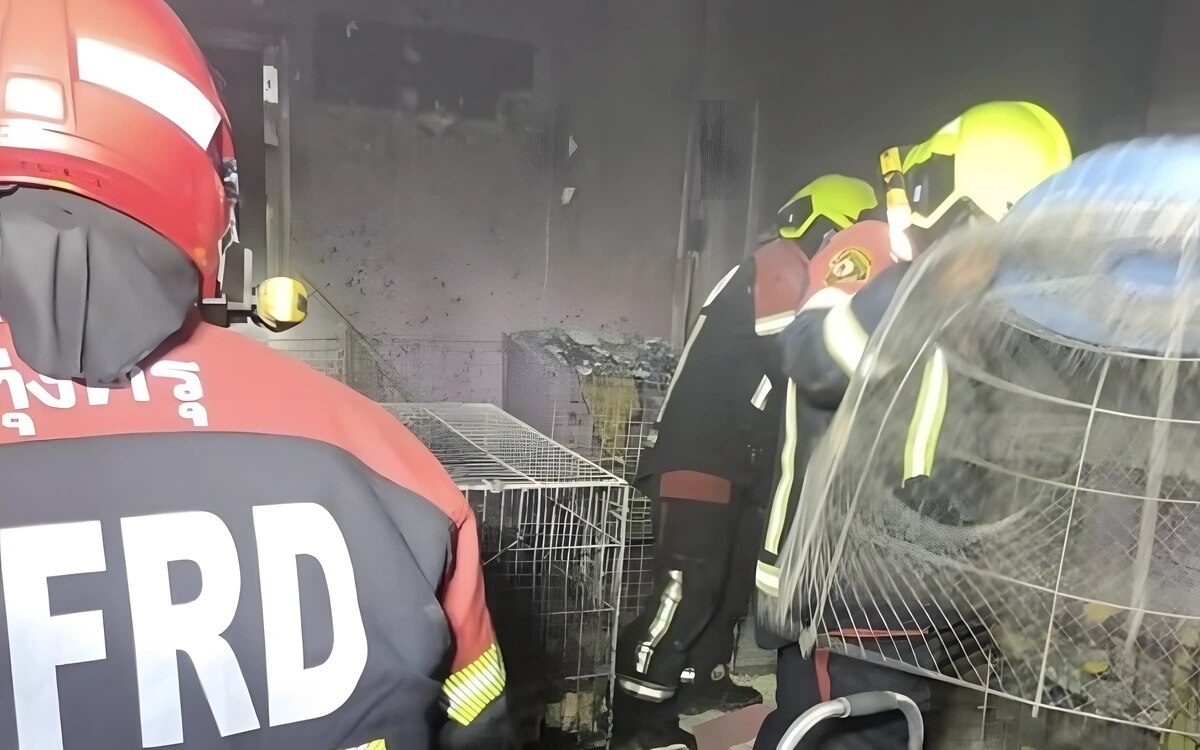 Tragischer brand in bangkok 11 katzen sterben besitzerin tief erschuettert