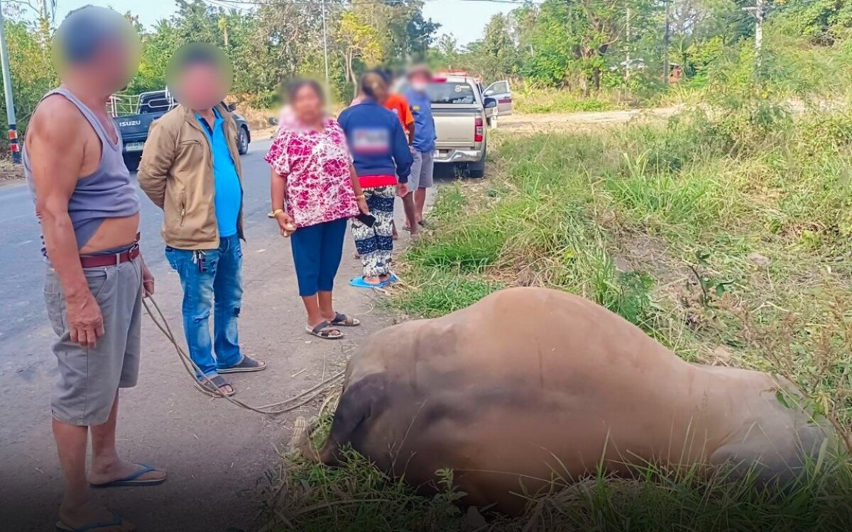 Trauriger unfall in chaiyaphum auslaendischer fahrer kollidiert mit elefant und toetet ihn