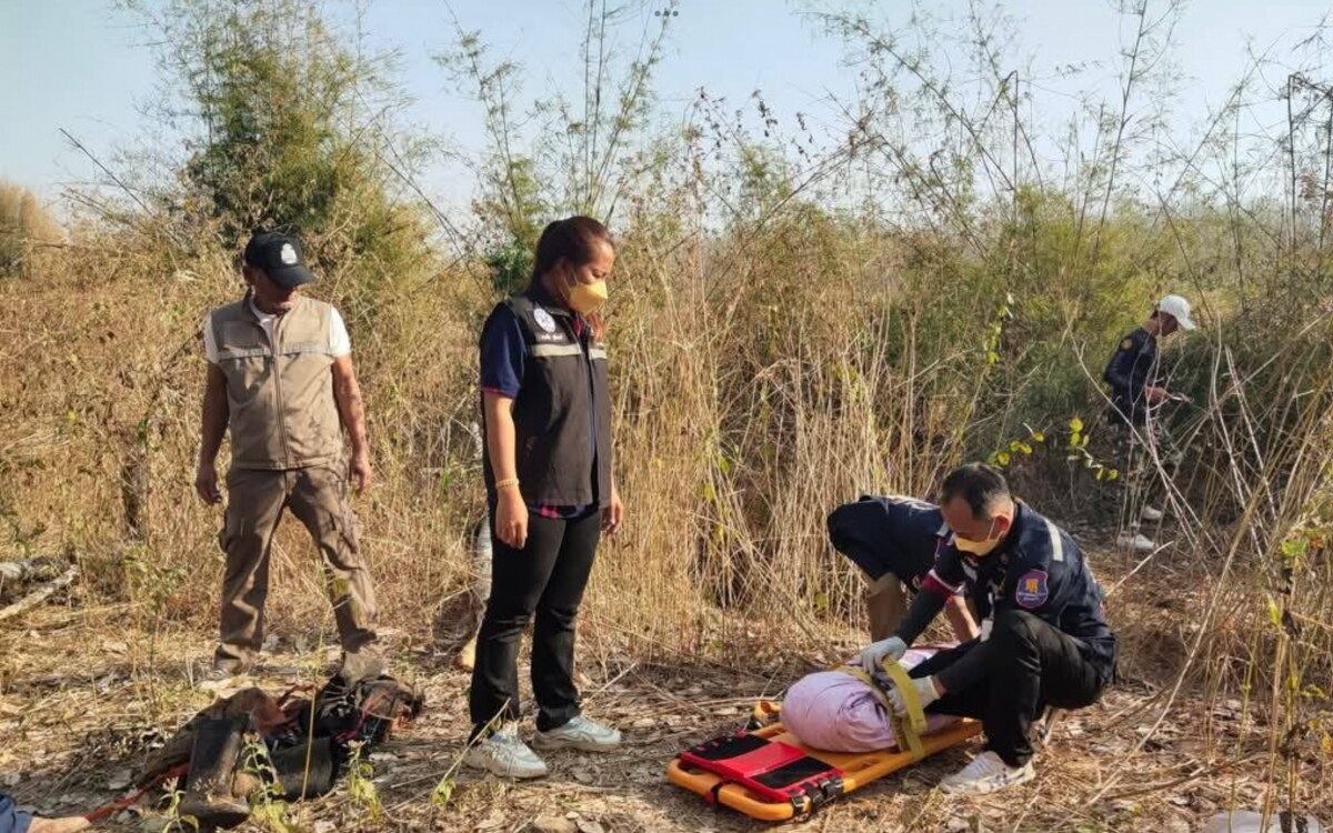 Trauriger vorfall in thailand mann auf kautschukplantage von wildem elefanten getoetet